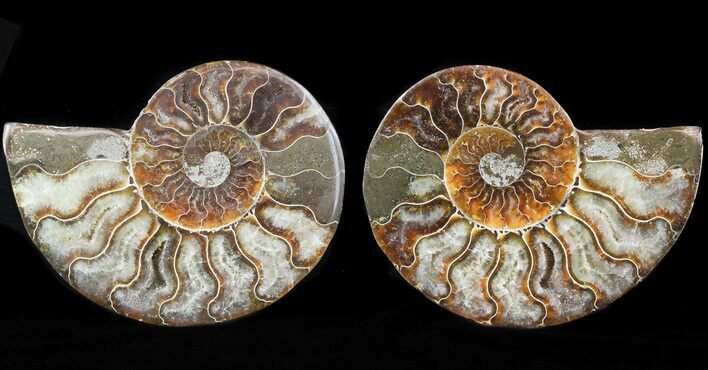 Sliced Fossil Ammonite Pair - Crystal Chambers #46501